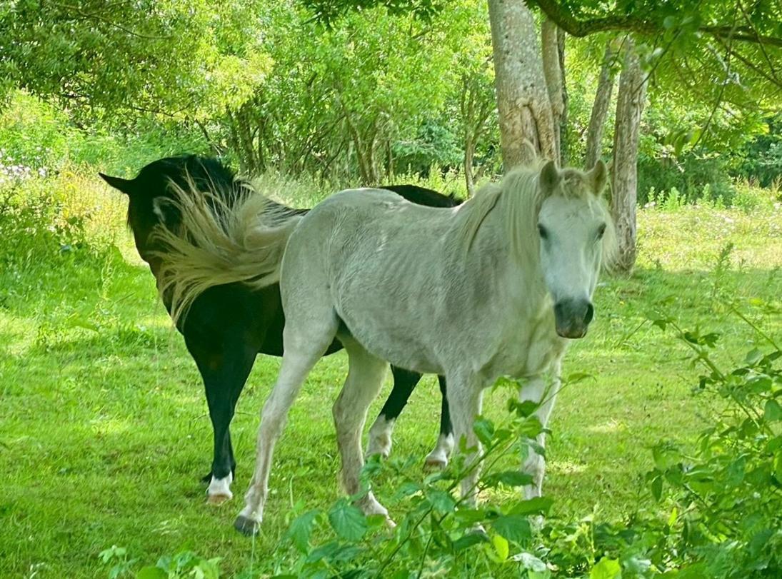 Little Woodside A Beautiful New Forest Self Contained Private Luxury Annexe نيو ميلتون المظهر الخارجي الصورة